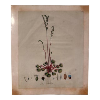 1798 Hand-Colored Botanical Engraving of Drosera Rotundifolia (Sundew) by Capieux For Sale