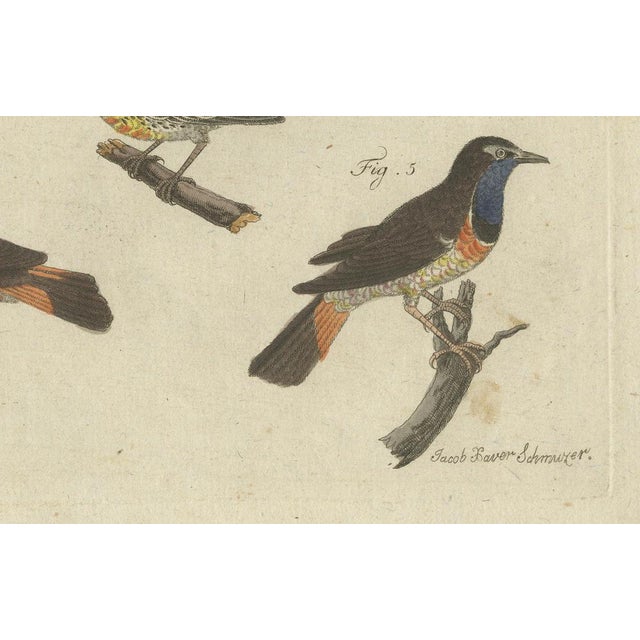 Paper Bertuch, Seven Robins, Bluethroats and Yellowthroats, 1796, Engraving For Sale - Image 7 of 10