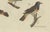 Paper Bertuch, Seven Robins, Bluethroats and Yellowthroats, 1796, Engraving For Sale - Image 7 of 10
