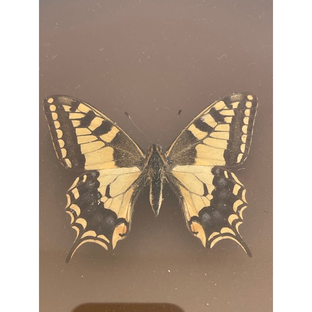 Contemporary Vintage Butterfly Specimen in Convex Glass Frame For Sale - Image 3 of 4