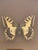 Contemporary Vintage Butterfly Specimen in Convex Glass Frame For Sale - Image 3 of 4