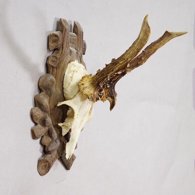 Farmhouse Antique Black Forest Roe Deer Trophy on Carved Plaque 1930s For Sale - Image 3 of 5