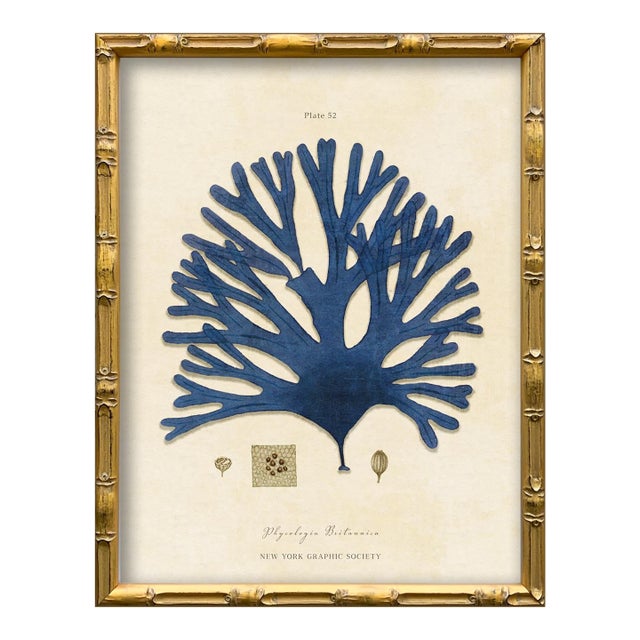 Vintage Seaweed Art Print Reproduction (2), Framed For Sale