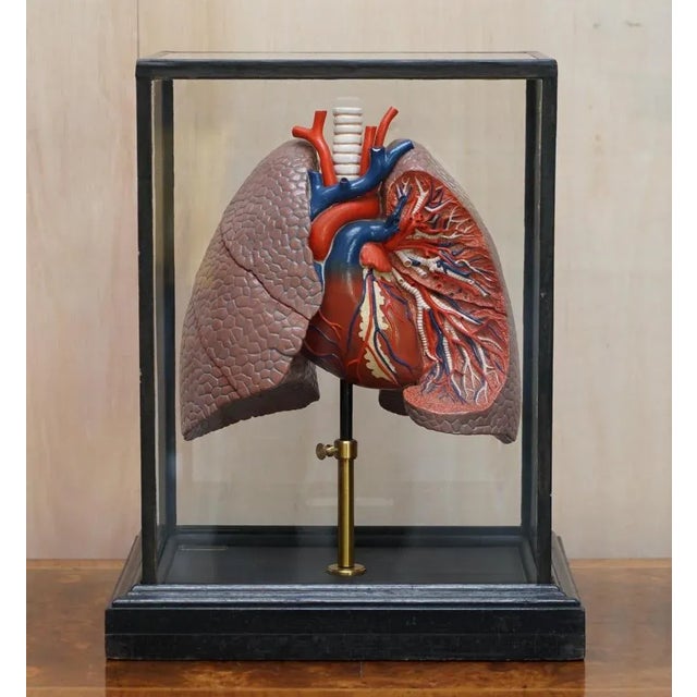 We are delighted to offer for sale this lovely vintage french anatomical medical teaching aid of a lung with a plaque...