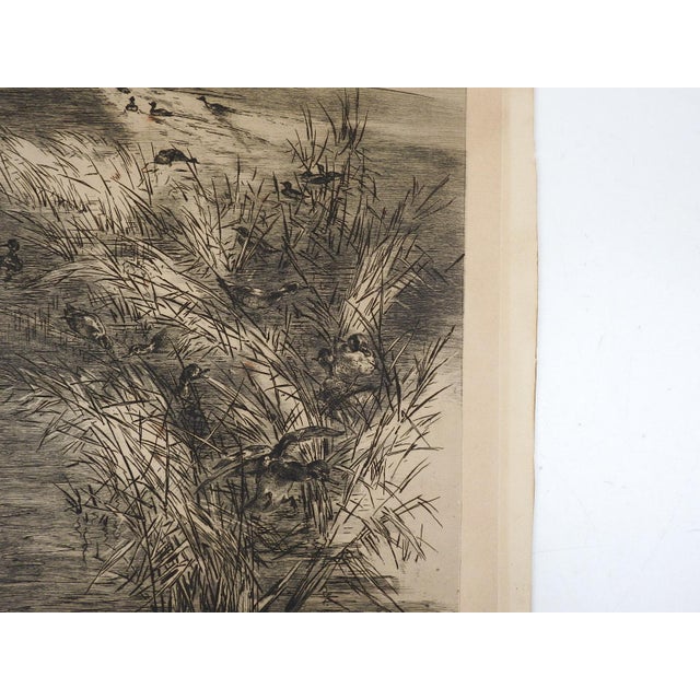 English Antique Late 19th Century Felix Bracquemond Ducks in Pond Etching For Sale - Image 3 of 4
