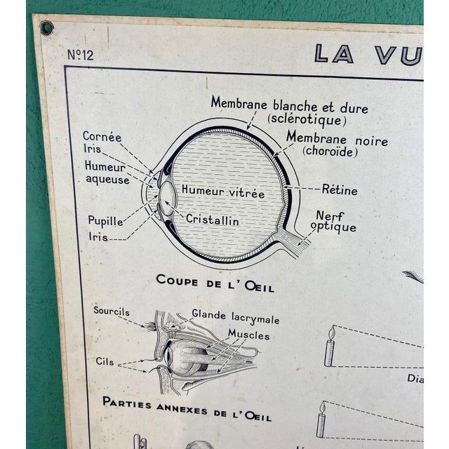 Vintage Cardboard Senses Poster For Sale - Image 13 of 15