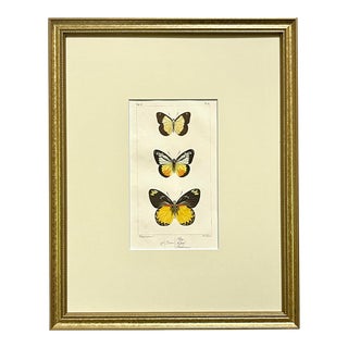Antique Original French Butterfly Print Hand Color Paris 1835 by Lucas For Sale