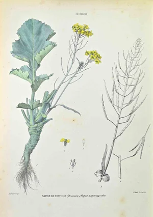 Vincenzo Tenore, Broccoli Turnip, Lithograph, 1870s