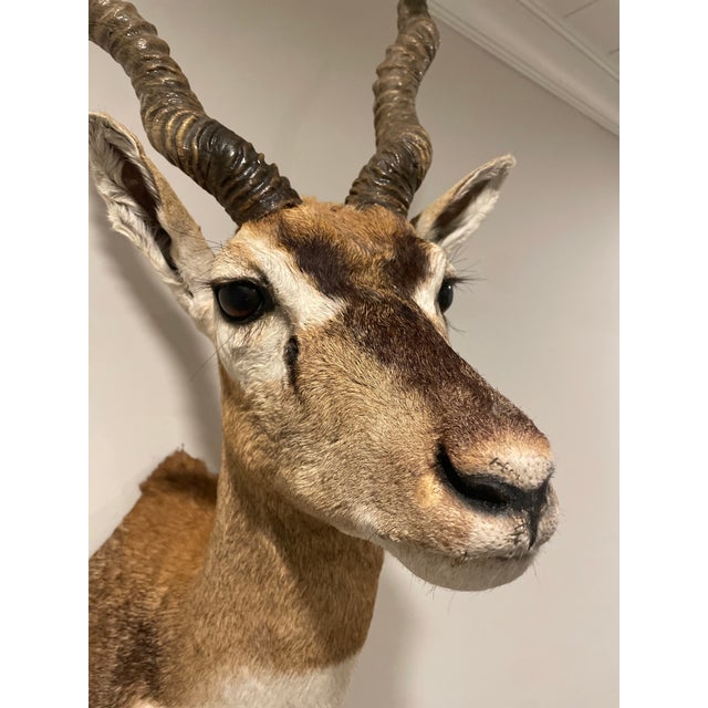 Vintage African Gazelle Shoulder Mount Taxidermy With Horns For Sale In Nashville - Image 6 of 12