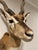 Vintage African Gazelle Shoulder Mount Taxidermy With Horns For Sale In Nashville - Image 6 of 12