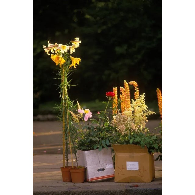 Eton college school windsor england 1980s by homer sykes oversize 40x30 inches / 101 x 76 cm paper size signed limited...