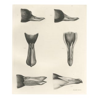 Lilian Marguerite Medland, Bills and Feet of the Wildfowl, 1909, Print For Sale