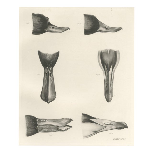 Lilian Marguerite Medland, Bills and Feet of the Wildfowl, 1909, Print For Sale