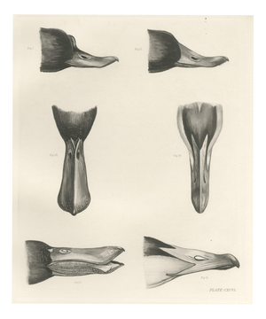 Lilian Marguerite Medland, Bills and Feet of the Wildfowl, 1909, Print