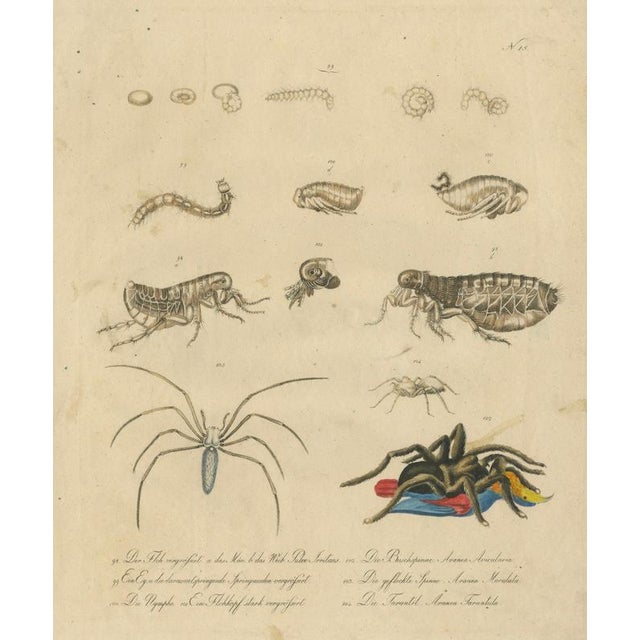 Brodtmann, Fleas, Tarantula & Spiders, 1816, Lithograph For Sale - Image 11 of 11