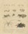 Brodtmann, Fleas, Tarantula & Spiders, 1816, Lithograph For Sale - Image 11 of 11
