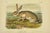 American Texan Hare by John James Audubon, 1st Edition Octavo Print, 1842 For Sale - Image 3 of 3