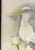 Signed and Framed Original Watercolor Painting of 'A White Heron' by Joan Porter C1997 For Sale - Image 4 of 15