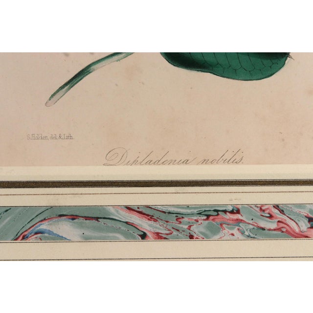 Antique Botanical Prints by Sir Joseph Paxton From the Magazine of Botany For Sale - Image 13 of 16