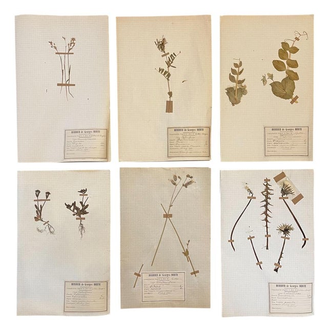 Lot 90 Herbarium Boards Vintage Plant and Flower Decoration by George Bert, France 1940', 1940, Grass For Sale - Image 14 of 18