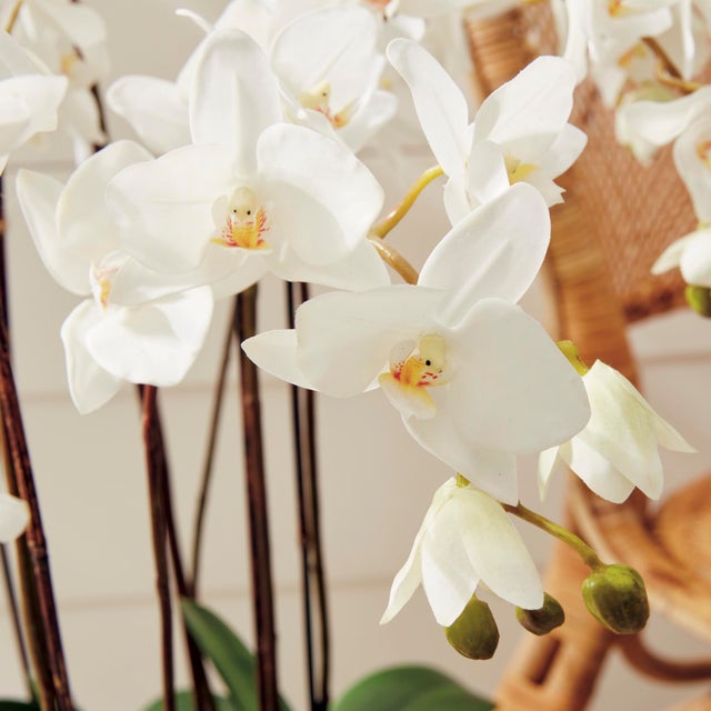 Kenneth Ludwig Chicago Phalaenopsis Orchid Drop-In 36" For Sale - Image 4 of 7