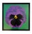 Black Jan Pienkowski, Pop Art Pansy, 1961, Silk-Screen, Framed For Sale - Image 8 of 8