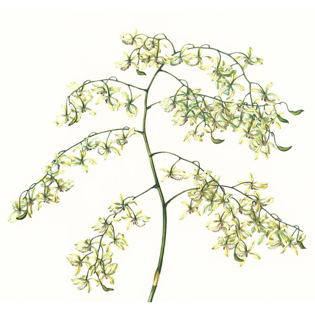 Limited edition reproduction print of one of the most famous botanical works ever produced, "The Orchidaceae of Mexico and...