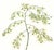 Limited edition reproduction print of one of the most famous botanical works ever produced, "The Orchidaceae of Mexico and...