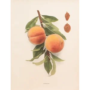 1900s U. P. Hedrick, Original Antique Photogravure of Champion Peaches