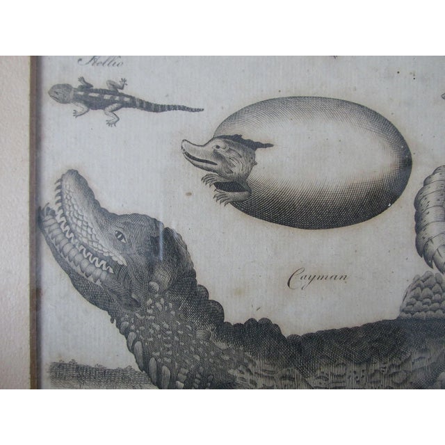 Pair Antique Circa 1789 Natural History Engravings, Reptiles, Lizards, Alligators For Sale - Image 4 of 9