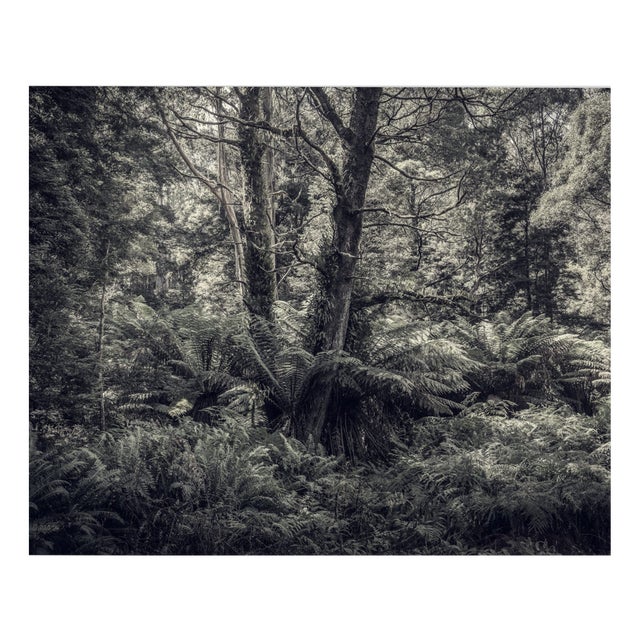 Morgan Silk, Fern Forest I, Print For Sale