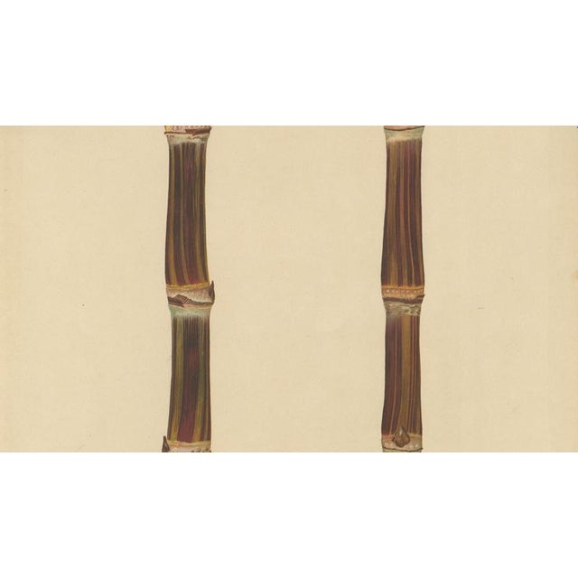 Sugarcane, 1892, Paper For Sale - Image 3 of 10