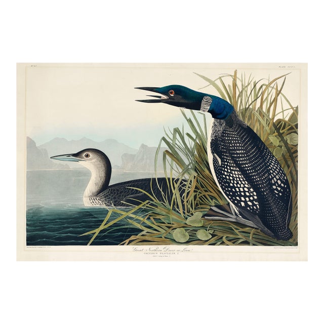Great Northern Diver or Loon, Vintage Art Print Reproduction From Birds of America by John James Audubon, 30" X 20" For Sale