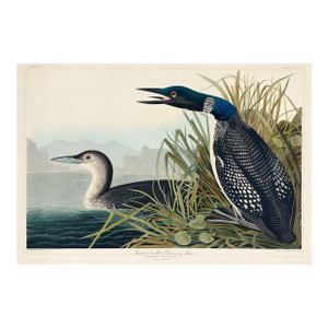 Great Northern Diver or Loon, Vintage Art Print Reproduction From Birds of America by John James Audubon, 30" X 20"