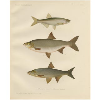 Asp and Bleak, 1895, Paper For Sale