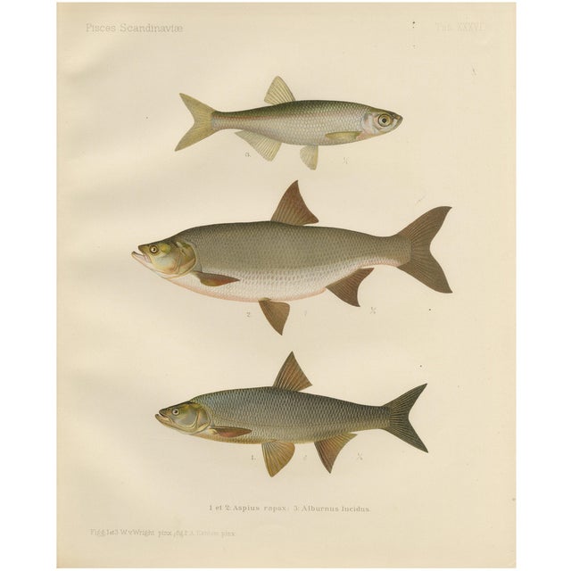 Asp and Bleak, 1895, Paper For Sale