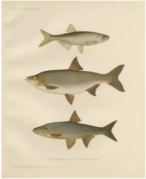 Asp and Bleak, 1895, Paper