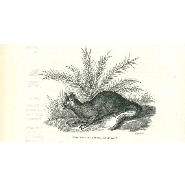 The Rabbit is an original lithograph on ivory-colored paper, realized by Paul Gervais (1816-1879). The artwork is from The...