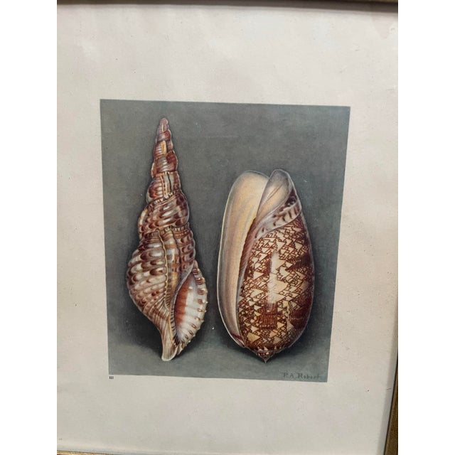 French Shell Art Lithographs- By Paul A. Robert - Set of 12 Circa 1936 For Sale - Image 10 of 12