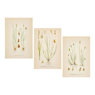 Nordic Carex Studies, c.1902 | Antique Swedish Botanical Prints, Set of 3 For Sale