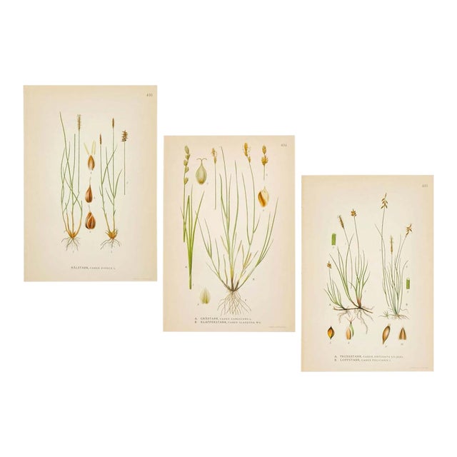 Nordic Carex Studies, c.1902 | Antique Swedish Botanical Prints, Set of 3 For Sale