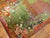 A happy deer on a green field and floral background on this lovely russian karabagh rug from the 1920's. Full Pile condition