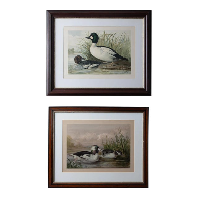 A Pair of Alexander Pope Jr. Duck Chromolithographs, 1878 For Sale