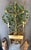 Mid 20th Century Hollywood Regency Italian Lemon Tole Tree Iron Wall Sconce W/ Bamboo Pot For Sale - Image 4 of 7