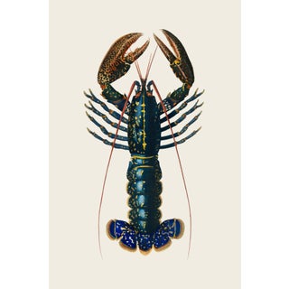 Crimson Crawfish Antique Illustration, Vintage Marine Art Print Reproduction, 24″ × 36″ For Sale