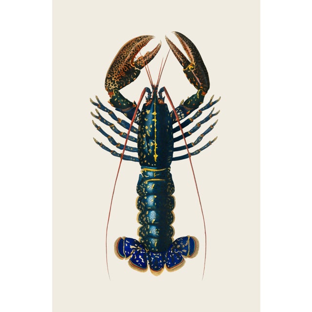 Crimson Crawfish Antique Illustration, Vintage Marine Art Print Reproduction, 24″ × 36″ For Sale