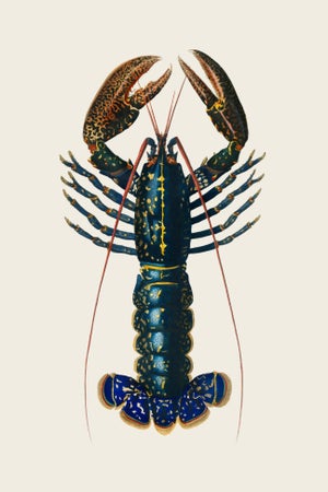 Crimson Crawfish Antique Illustration, Vintage Marine Art Print Reproduction, 24″ × 36″