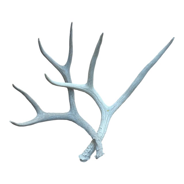 Vintage Natural Deer Antler - a Pair For Sale