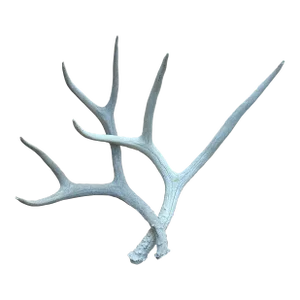 Vintage Natural Deer Antler - a Pair