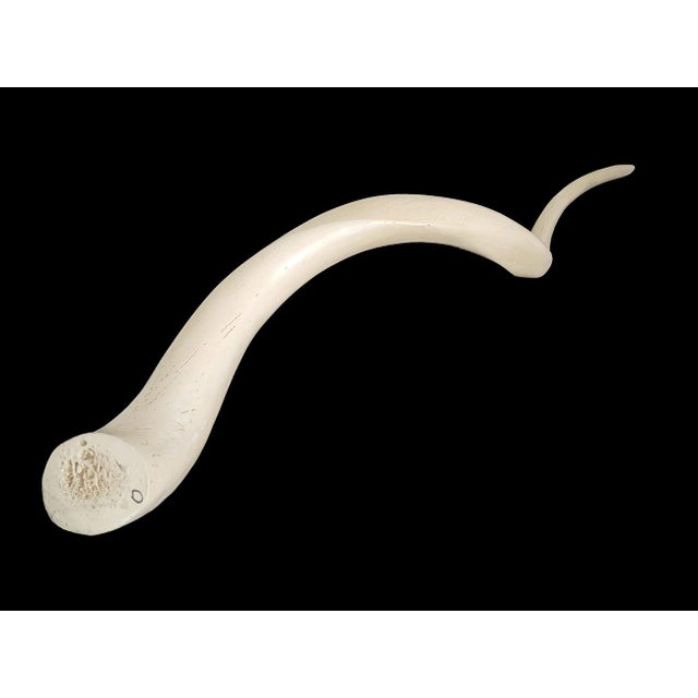Vintage African Kudu Horn Antler For Sale - Image 10 of 10